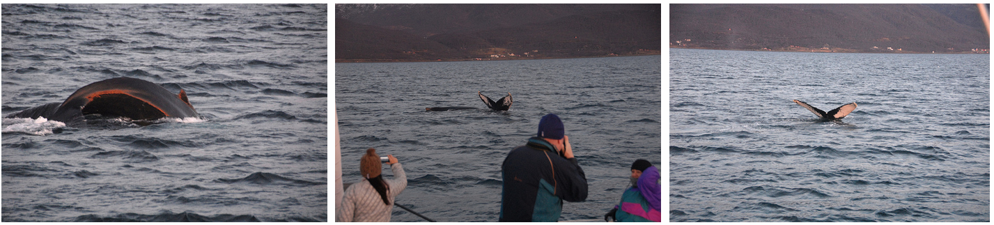 Whalesafari Whale watching at Arctic Princess