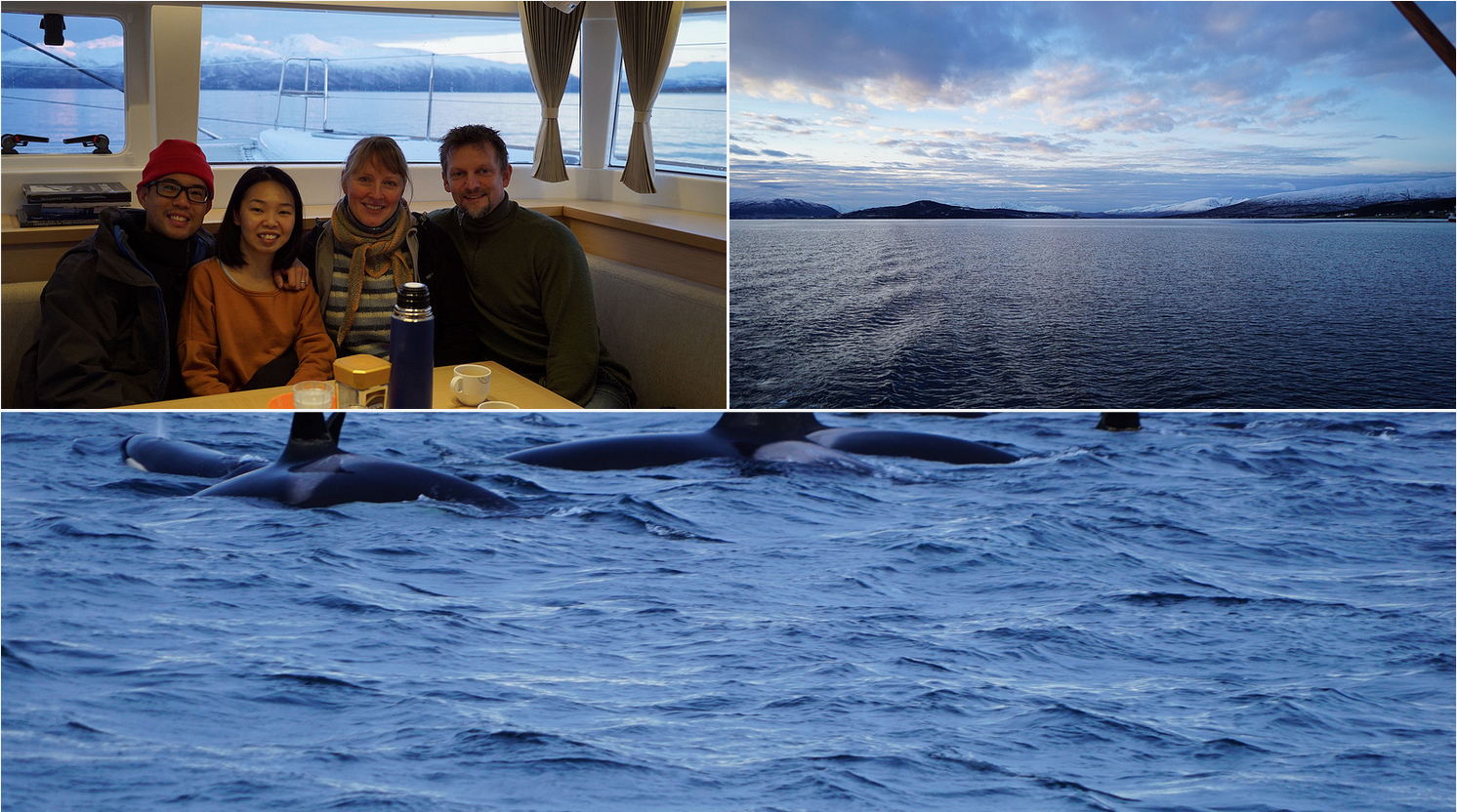 Whalesafari with Artctic Princess | Tromso