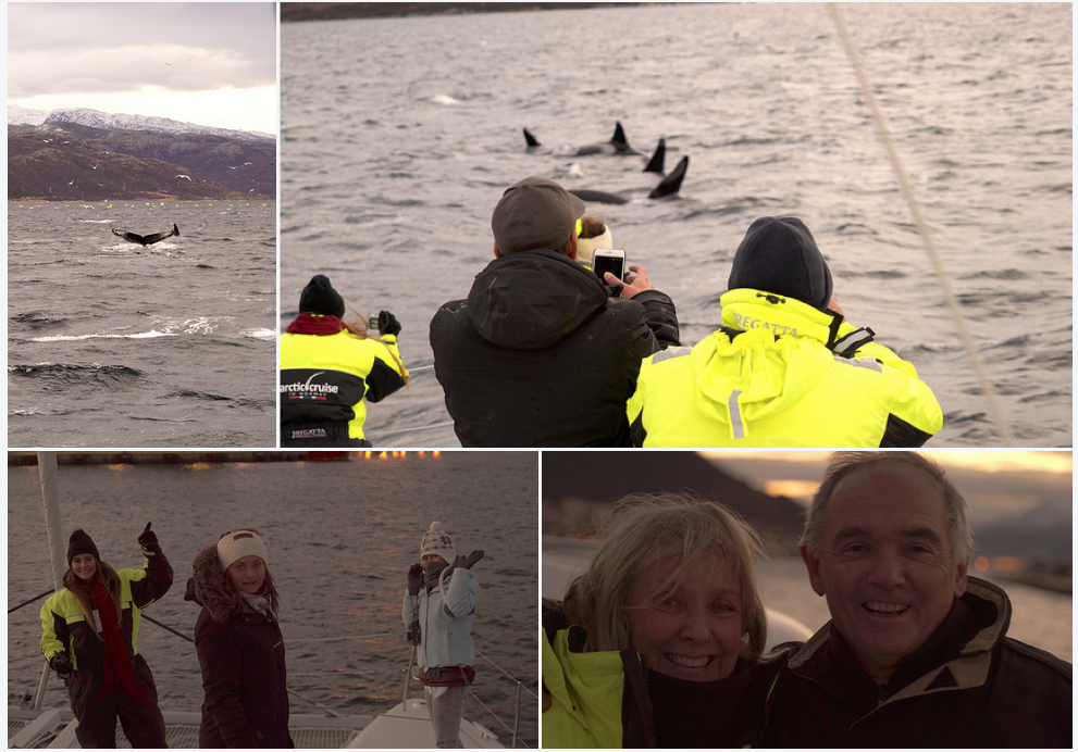 #Orcas | #Whale | Action | #Tromso | Arctic Princess
