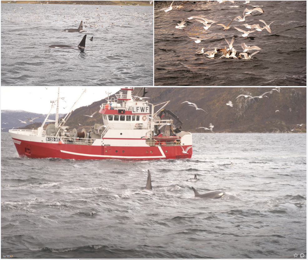 Happy #Whalesafari guests | #Tromso | ArcticPrincess