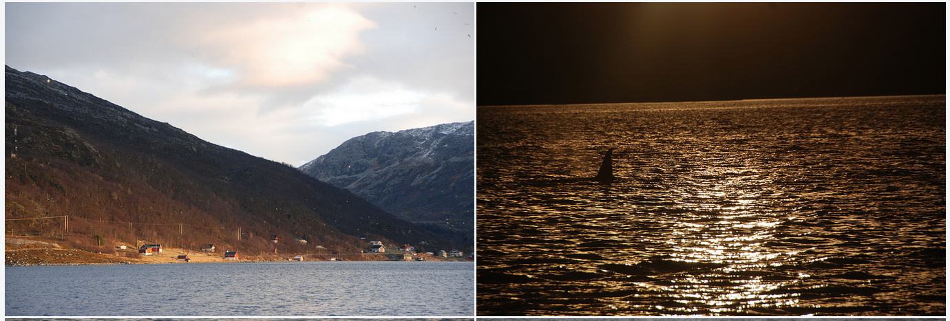 Whalesafari | Tromsø | Orcas