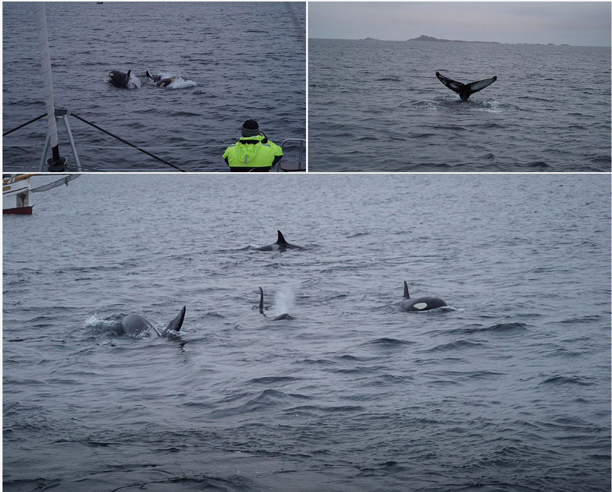 Whalesafari | Orcas | Humpoback | Tromso | Arctic Princess