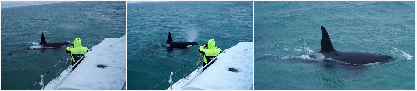 #Orca | #Killerwhale | #Safari | #Tromso