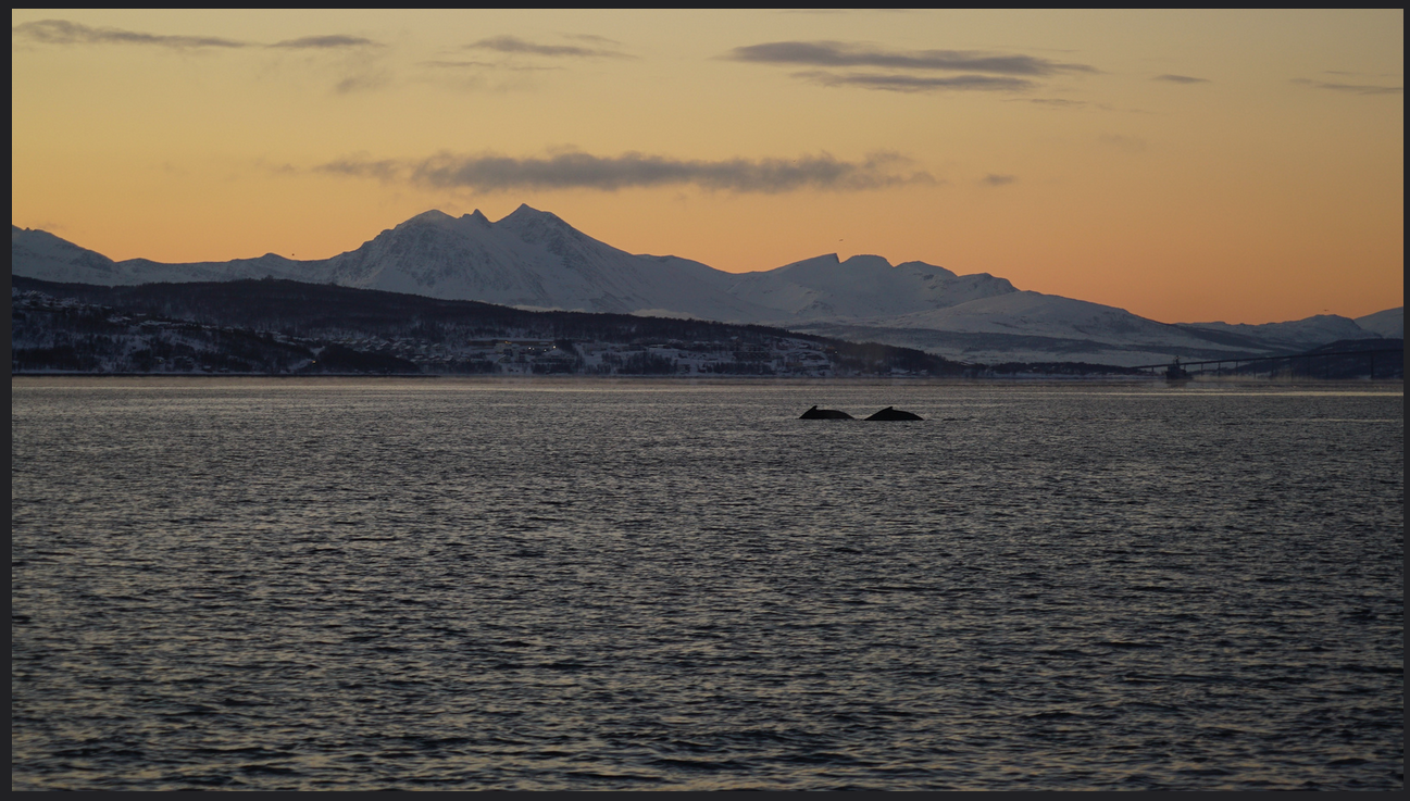 #Whalesafari | Fishing | #Tromso