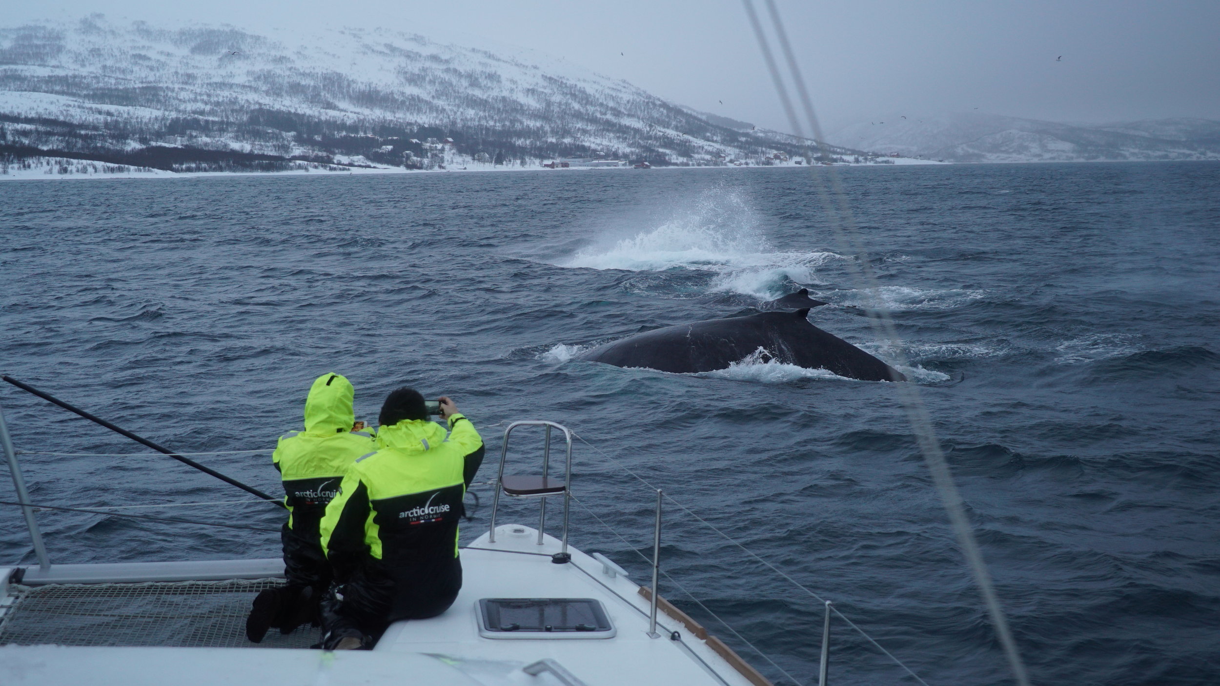 Whalesafari | #Tromsø | Boat