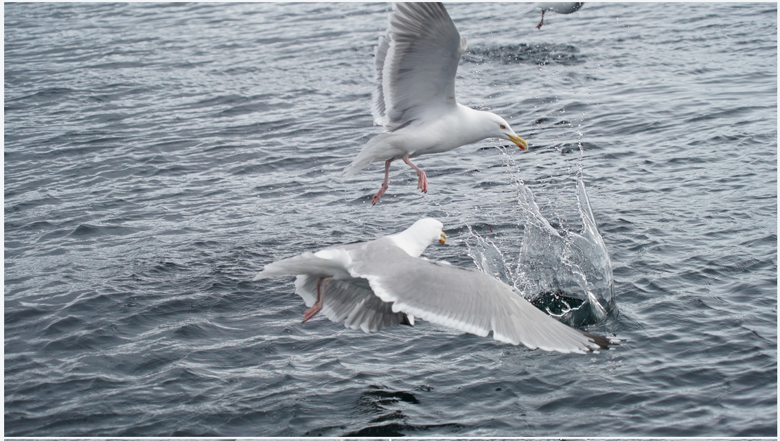 #Fishing #Seaguls #Tromso #Princess Emi #VIP