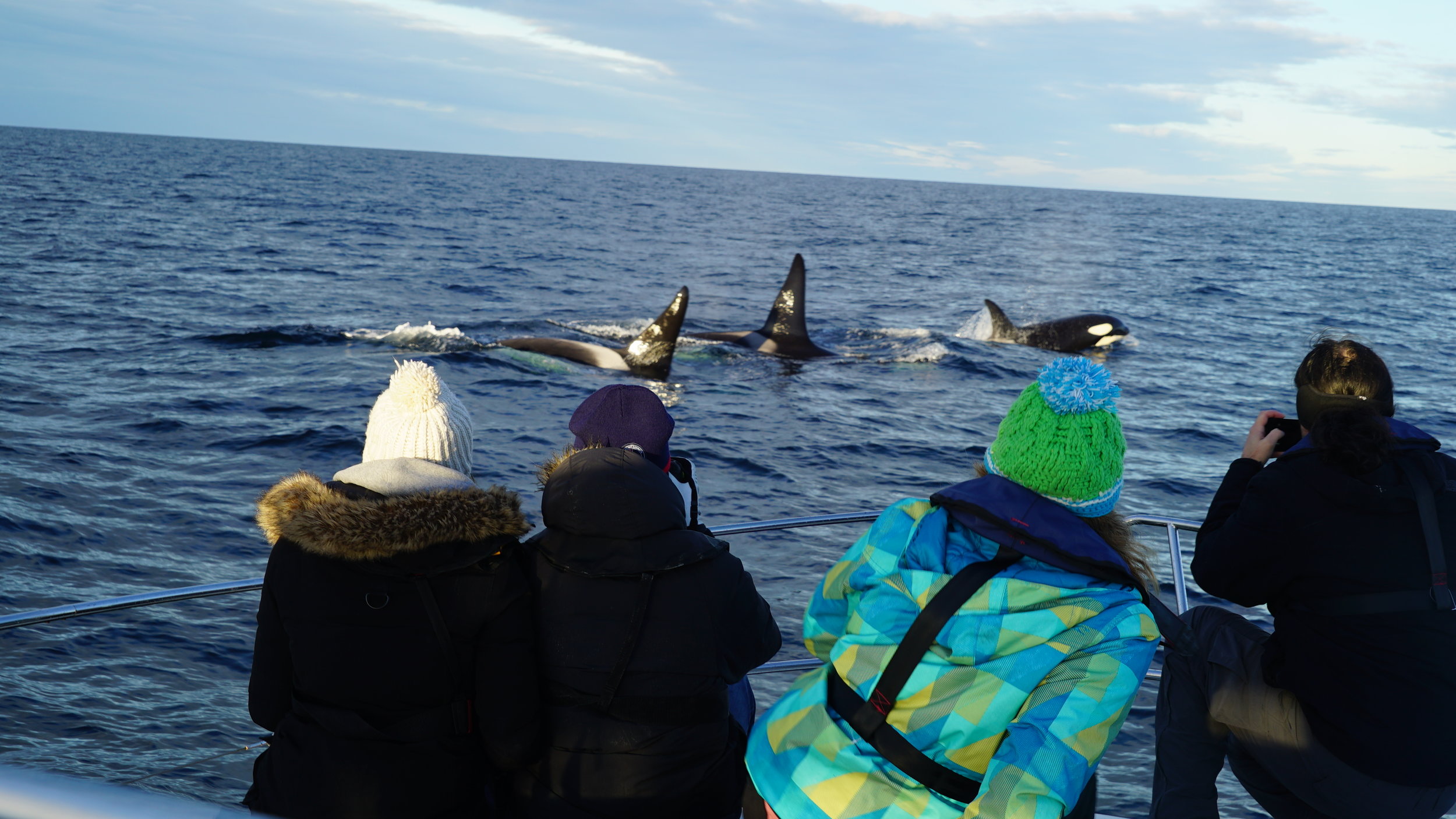#orca safari | Guests from USA and France | #Princess EMI