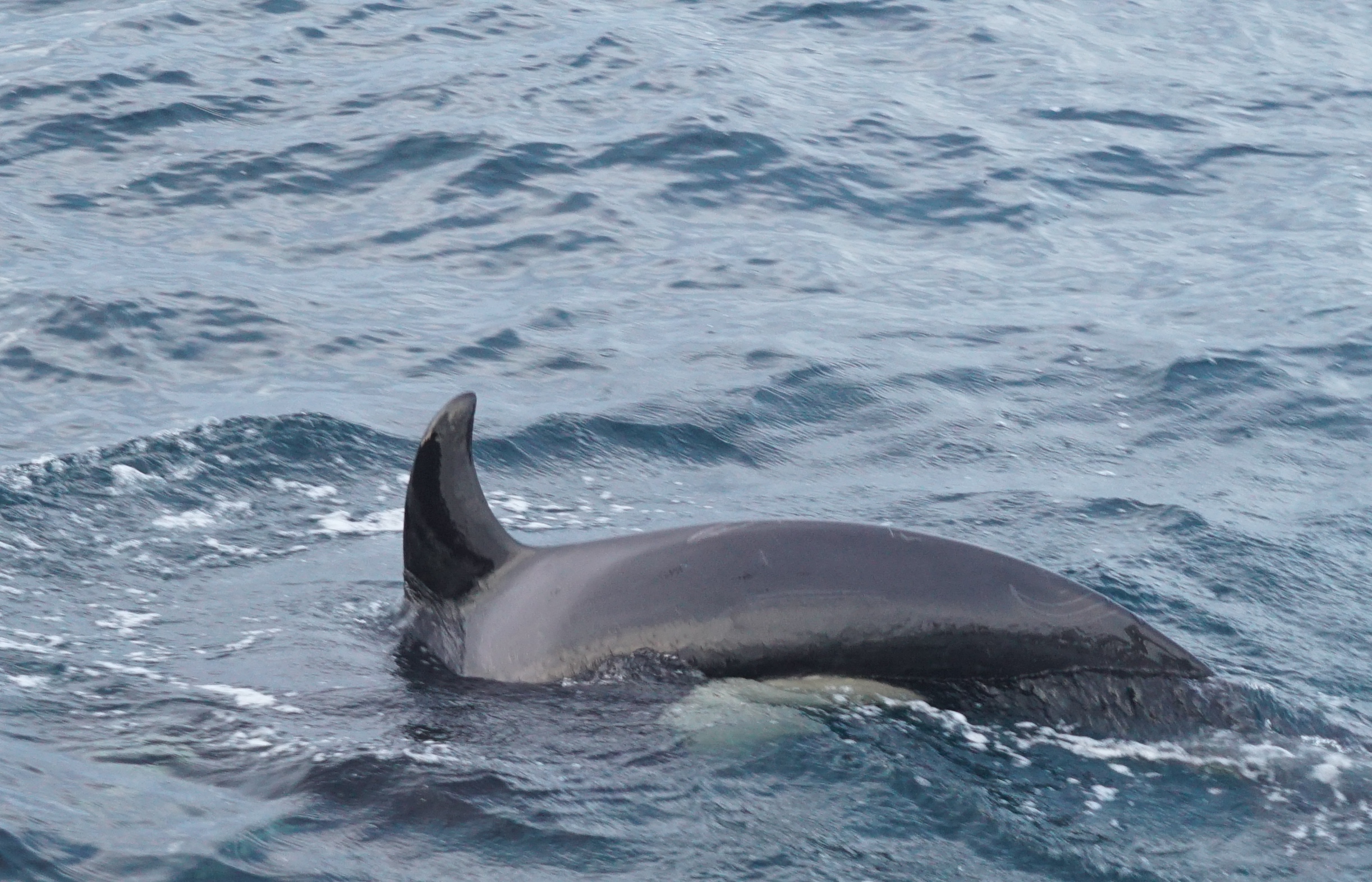 #Whalesafari | #Orca #Safari | #Tromsø | Guests from Germany and Serbia