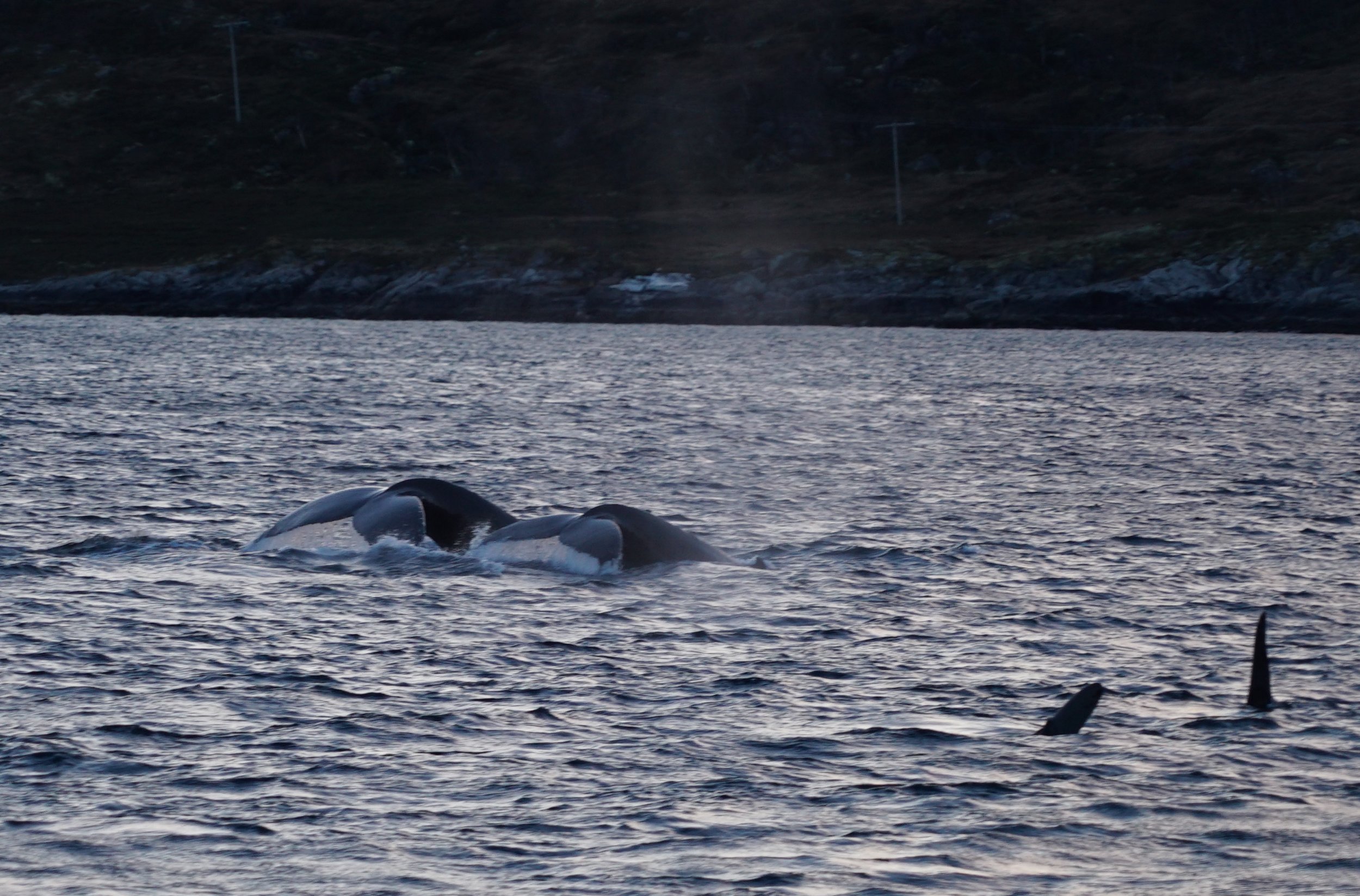 #whalesafari | #Tromso | #Arctic Princess | Guests from philippines Brazil Norway 