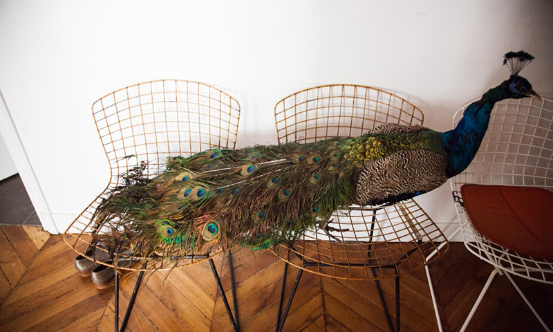 bertoia chairs and a peacock