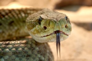 rattlesnake-toxic-snake-dangerous-38438