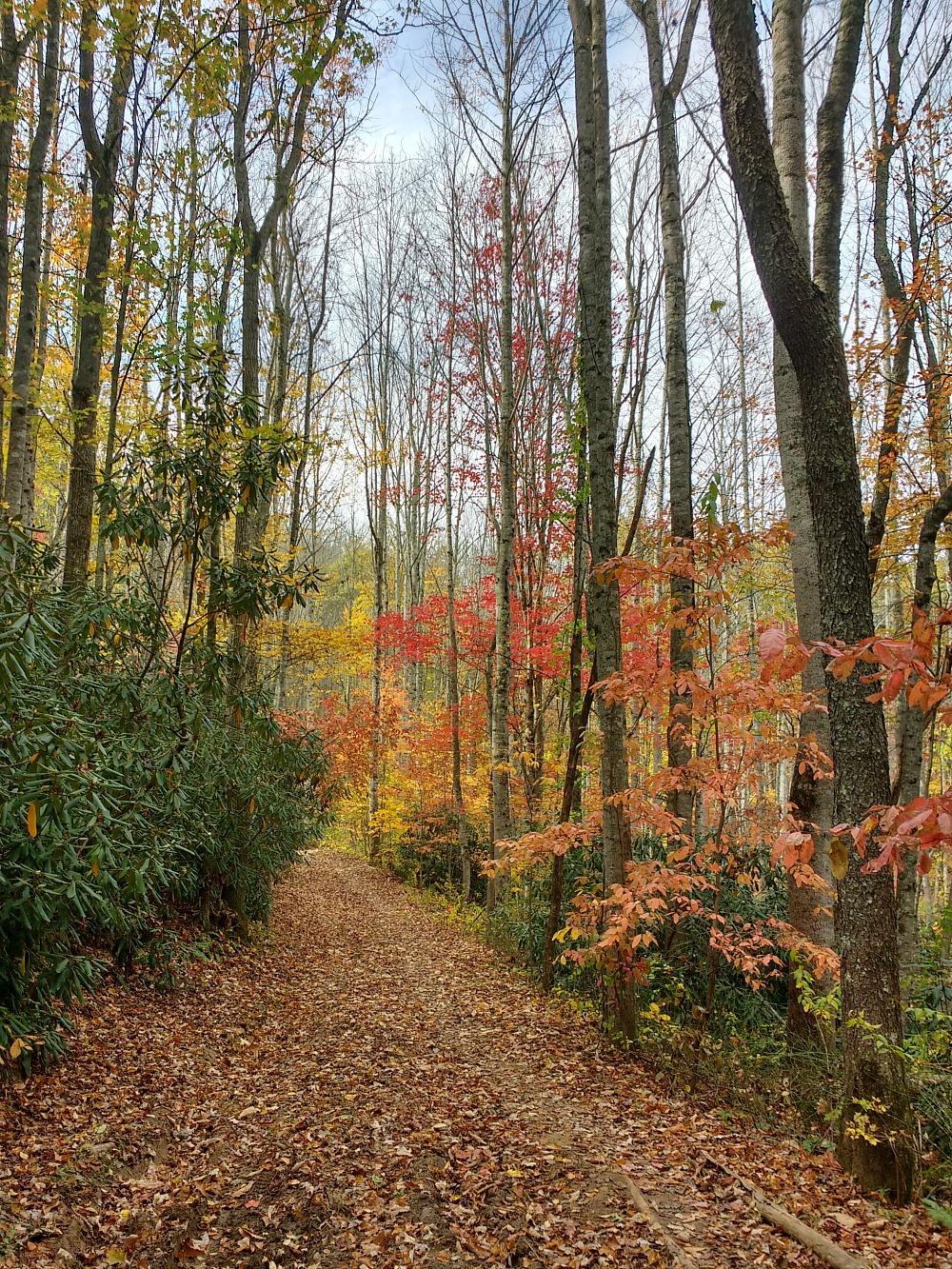 Path in the Western North Carolina Mountains (Hali Karla Arts)