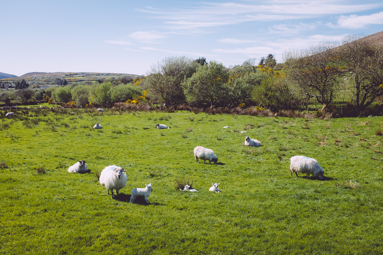 113/365 Irish Sheep