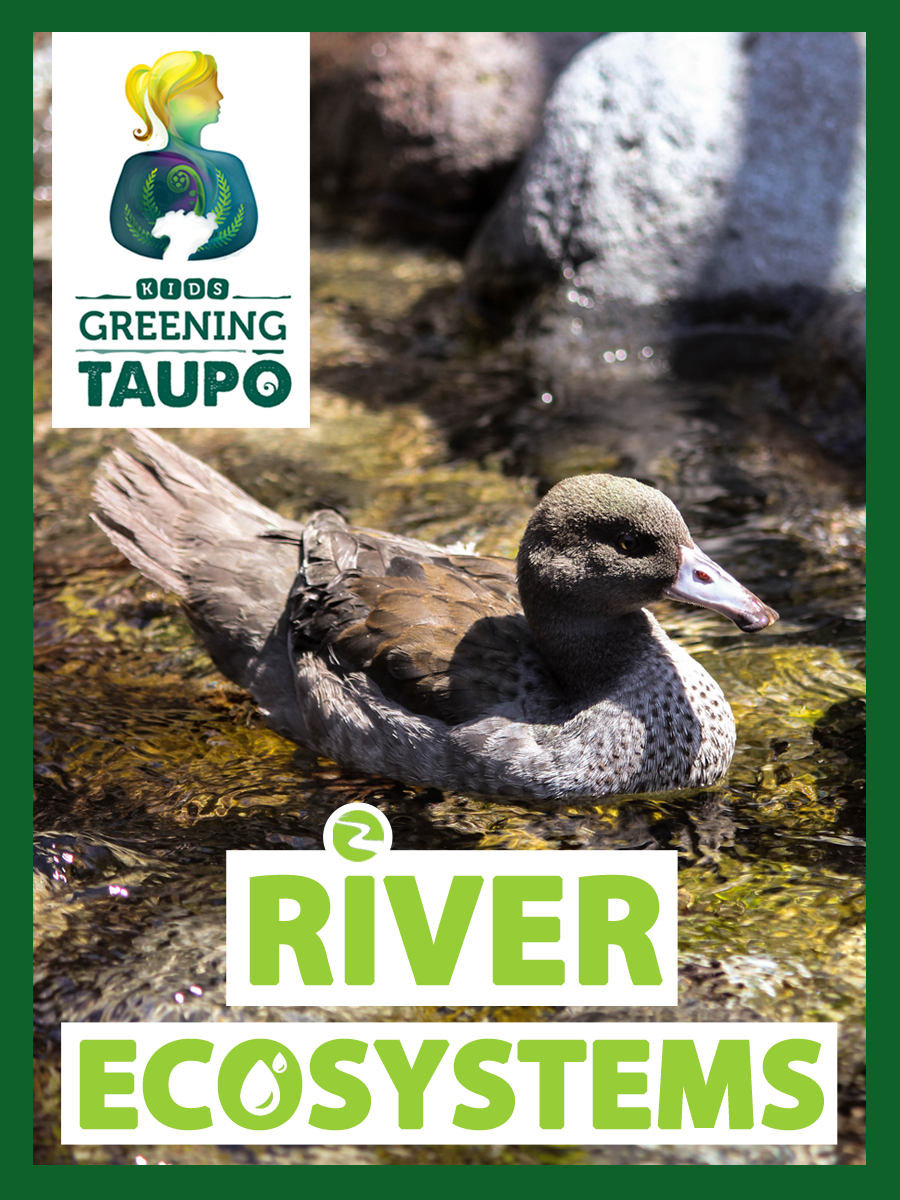 River Ecosystems — Kids Greening Taupo | Learning Through Nature
