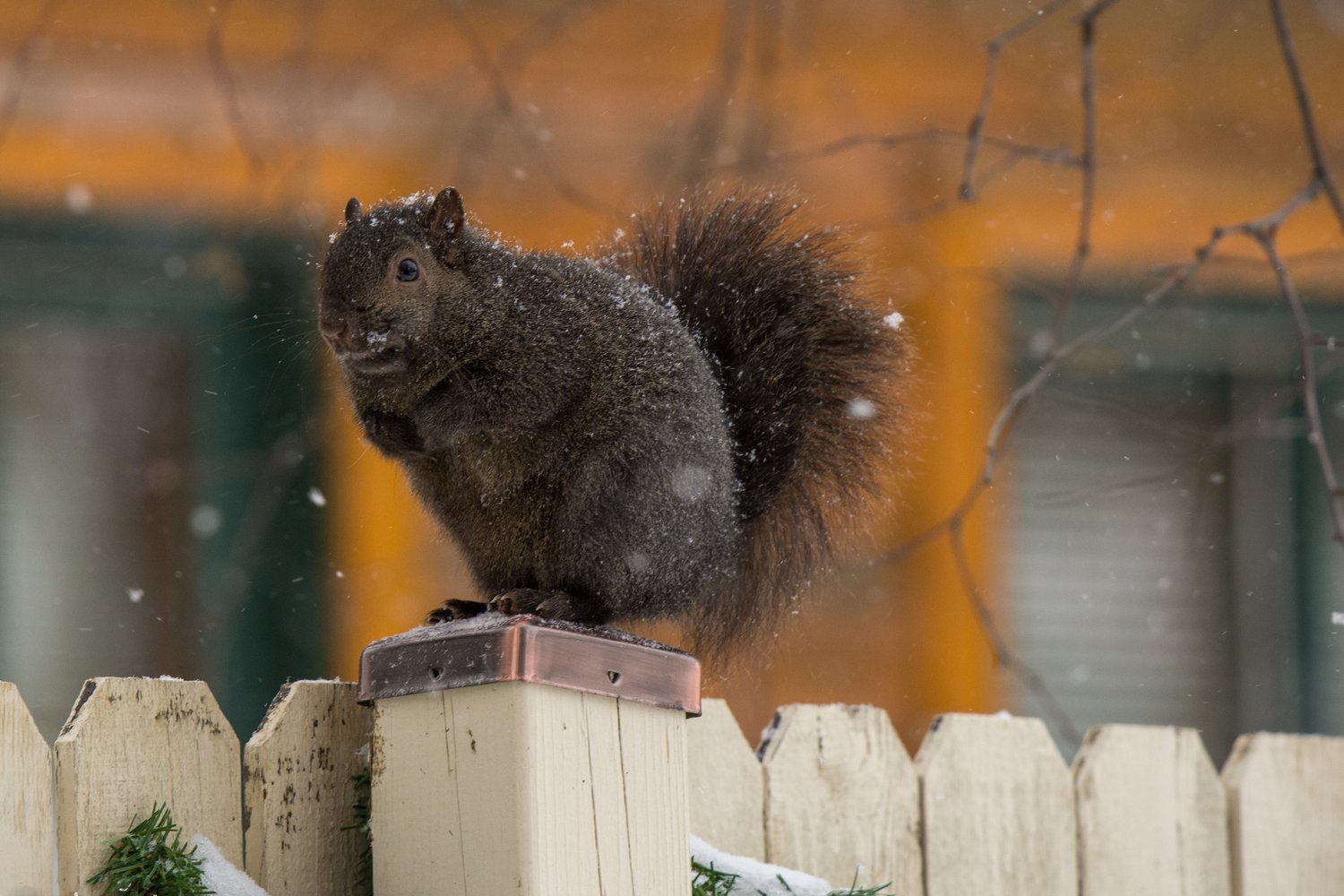 Squirrel Damage Covered by Homeowner's Policies? — SIA Group