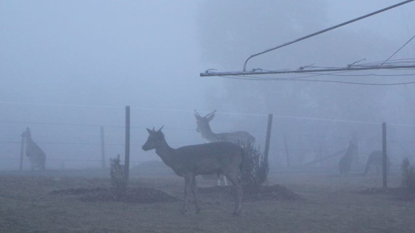 Deer in Royalla