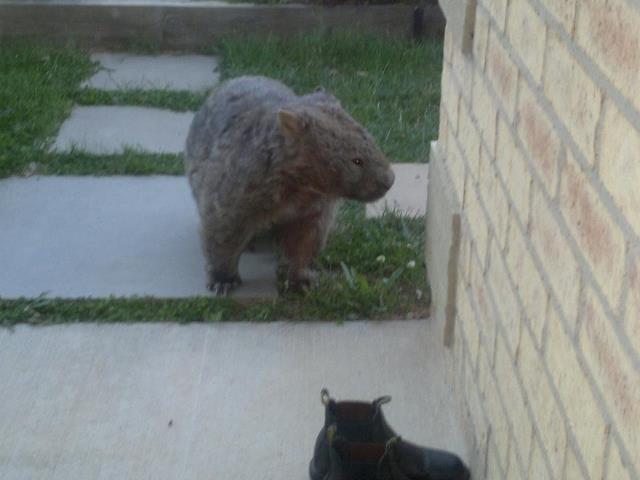 A wombat making an unusual house call one eveing at our neighbours place. They usually don't come out till after dark.