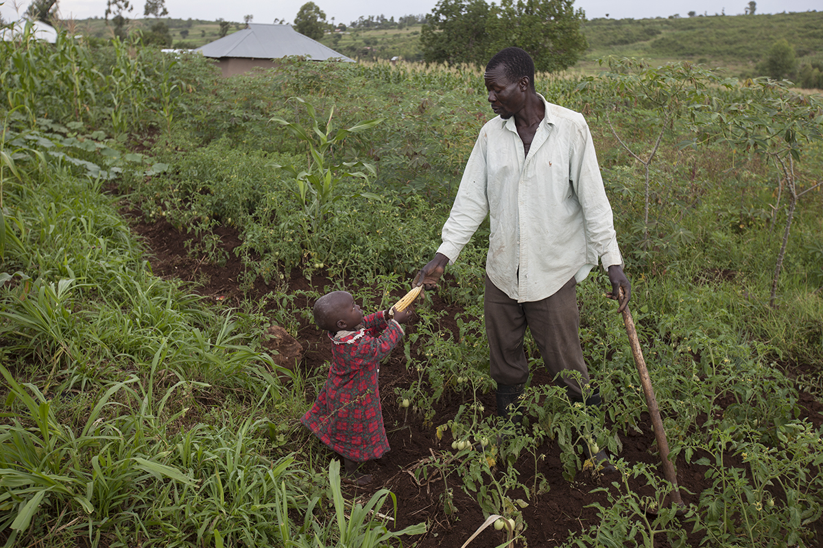 Peter Otieno hands his youngest son, Kepha, 3, an ear of freshly cut corn, while he works in his fields outside their home in Kanyangilo Village, Kenya. Peter and his wife both thought they were suffering from witchcraft when they first came across The Children Behind project and learned that they were HIV positive and began receiving treatment. The project aims to improve the quality of life for orphans, vulnerable children, and their caregivers in communities with a high prevalence of HIV. The project was started in 2002 and has been funded solely through CRS private donations. It currently supports over 13,000 people. Peter's wife went on to give birth to two children who have both tested negative for HIV. In addition to help with their medical care Peter, his wife, and their 8 children receive help with medical care and school costs. (CONSENT FORMS SIGNED)