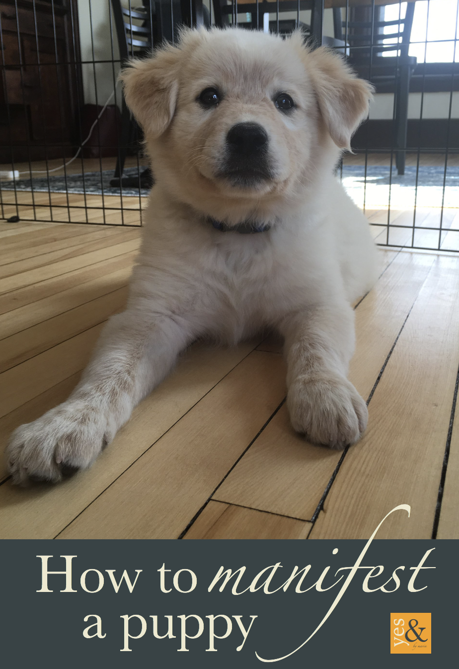 {63} I Manifested a Puppy, & So Can You — Yes& by Marin | Authentic Decision Making Coach