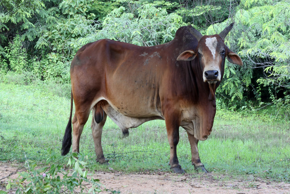 Polonnaruwa Bull