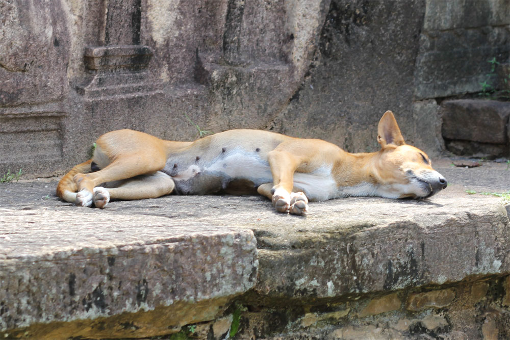 Polonnaruwa Puppy