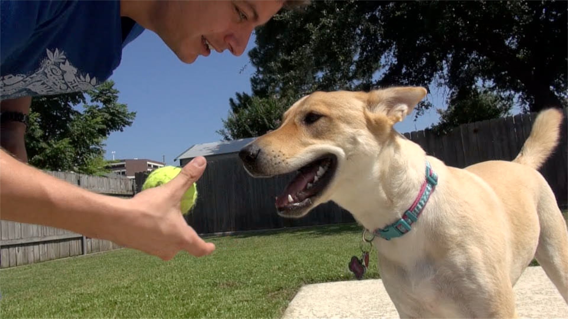teaching a dog to play fetch