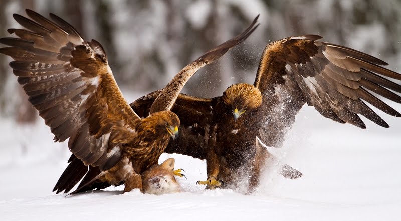 Golden eagles fighting FA