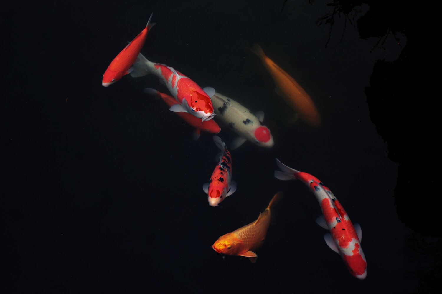 Koi fish: The meaning behind the special carp — F O R M F L U E N T 