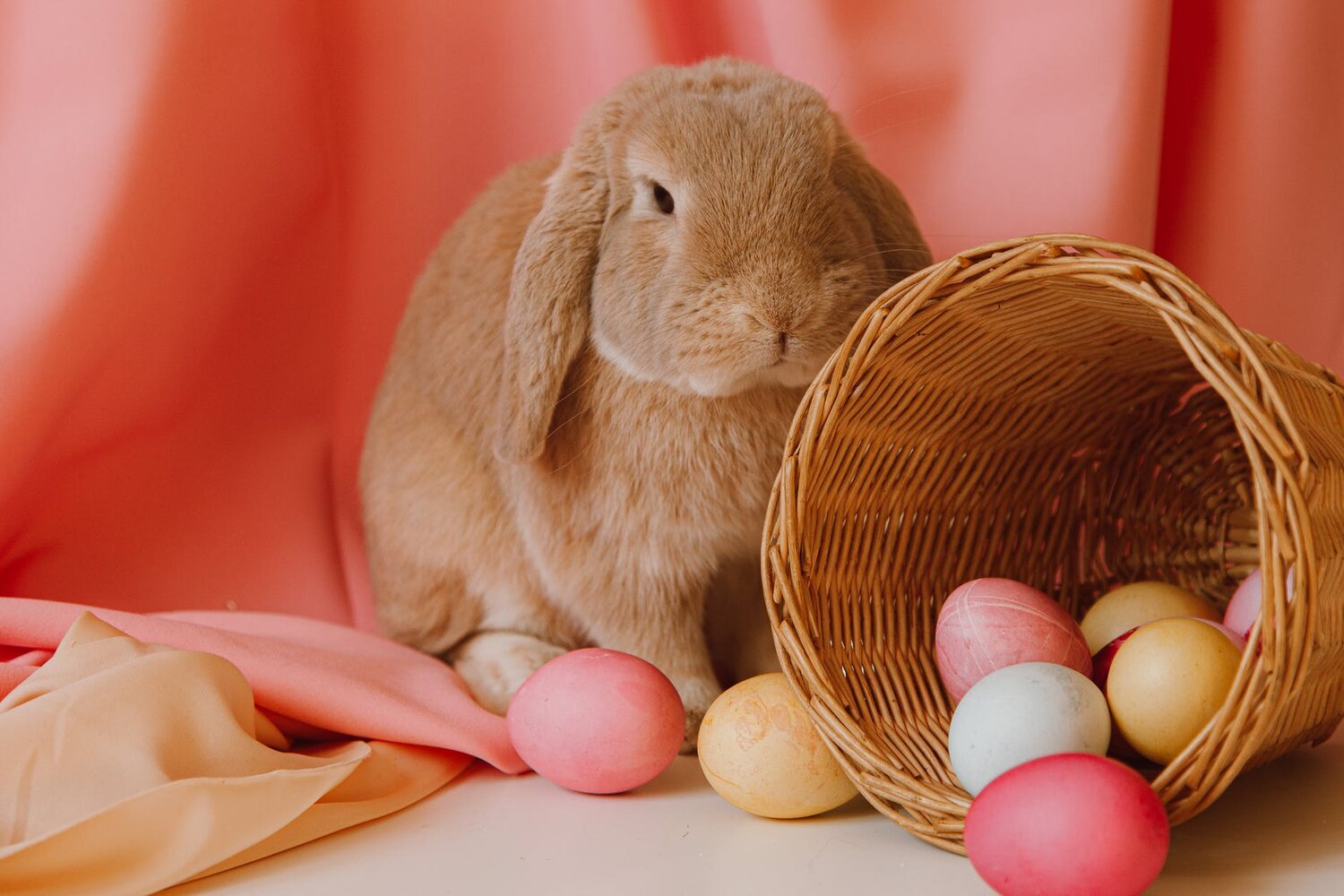 The Easter Bunny: What do Rabbits and Eggs Have to do with Easter ...