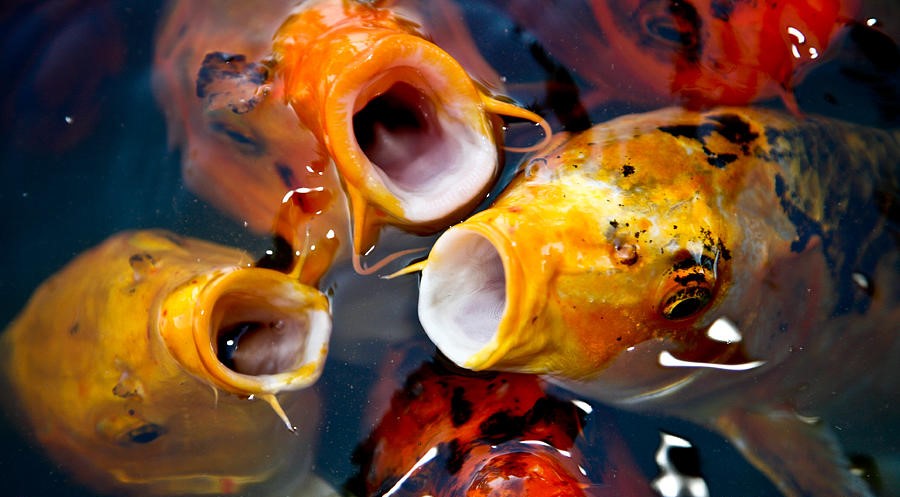 Do Koi fish eat grapes? — Professional Ponds