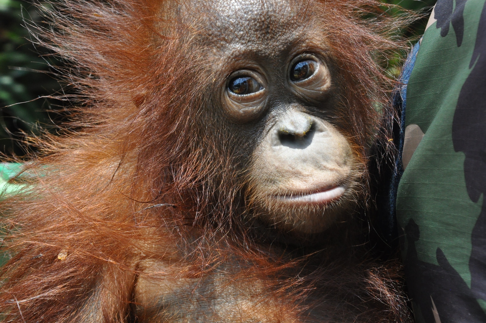 Joson, 4 year0ld  rescued orangutan