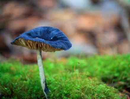 Fungi - Pondok Ambung Nov 11