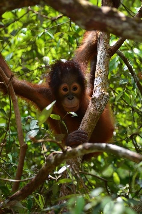Young Bornean orangutan, Endut, learning to survive in the wild. © Orangutan Foundation