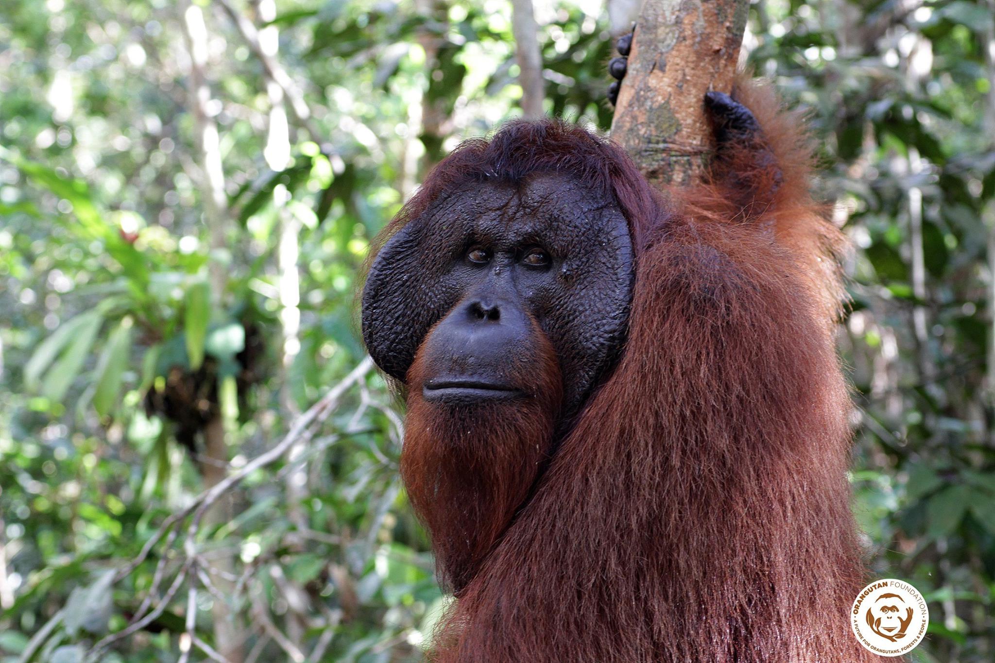 ©Orangutan Foundation. An adult male has been spotted around one of our guard posts.