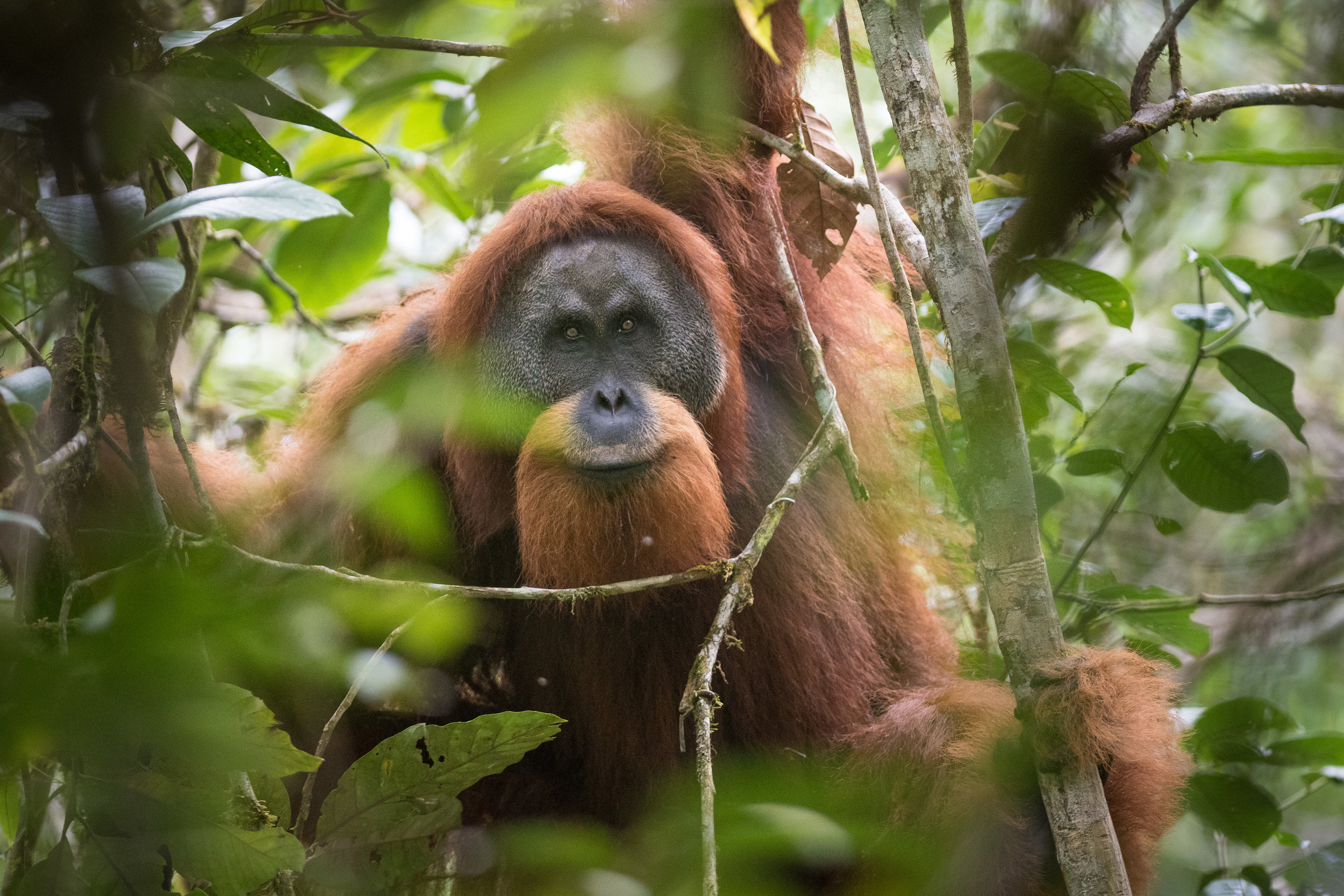 The Tapanuli orangutan. ©Andrew Whalmsley