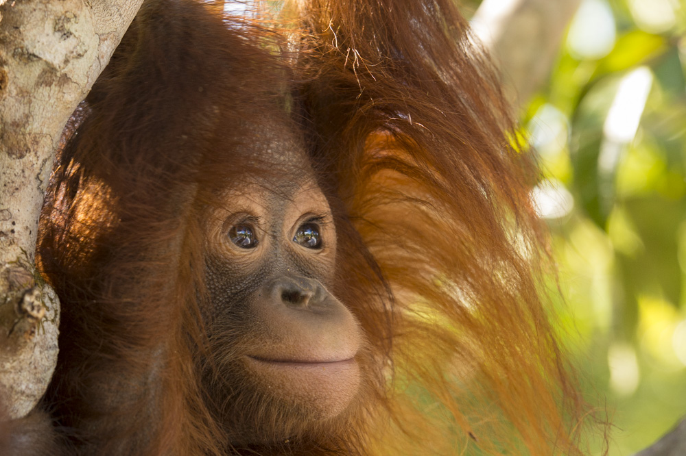 Adib the orangutan, a handsome male of around 2 years old.