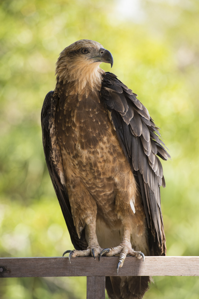 Changeable Hawk Eagle, post release. Image ©Ian Wood.