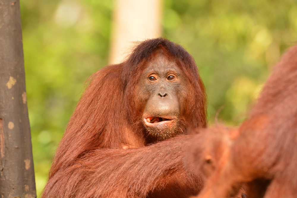 Holahonolulu in 2015. Image© Orangutan Foundation.