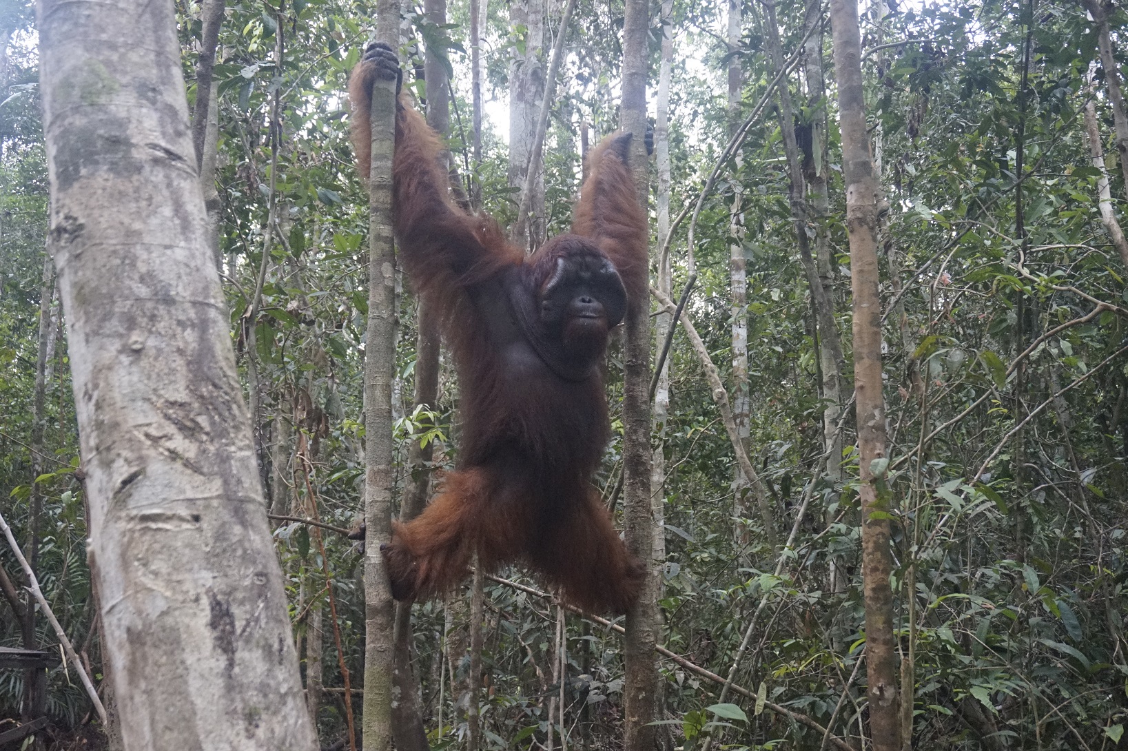 Bangkal, dominant male in the Lamandau Wildlife Reserve. Image© Orangutan Foundation.