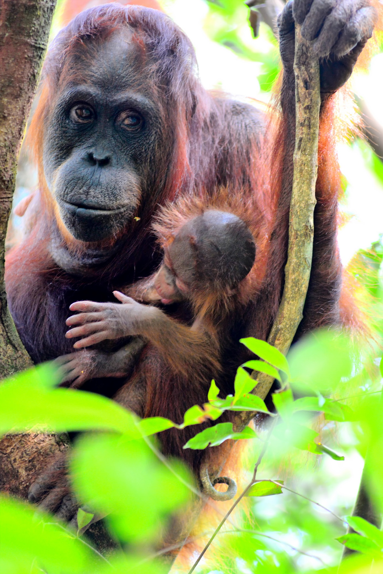 Paula with an infant in 2015. Image© Orangutan Foundation.