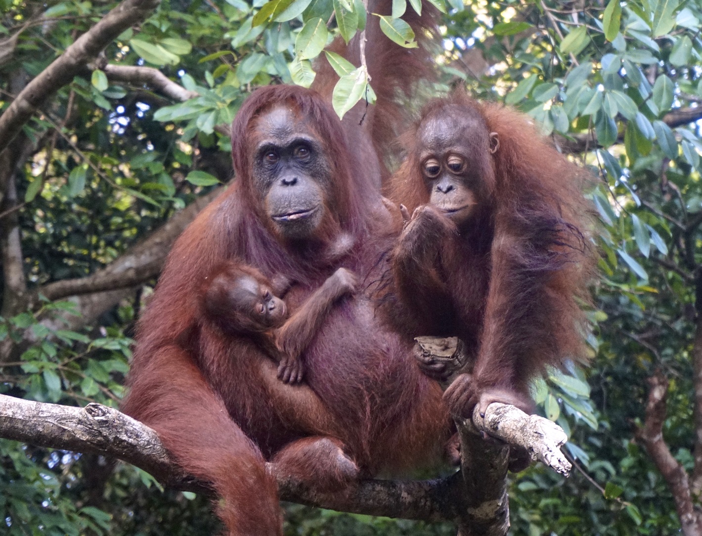 Paula with infant Paul and Rawit, 2017. Image© Orangutan Foundation.