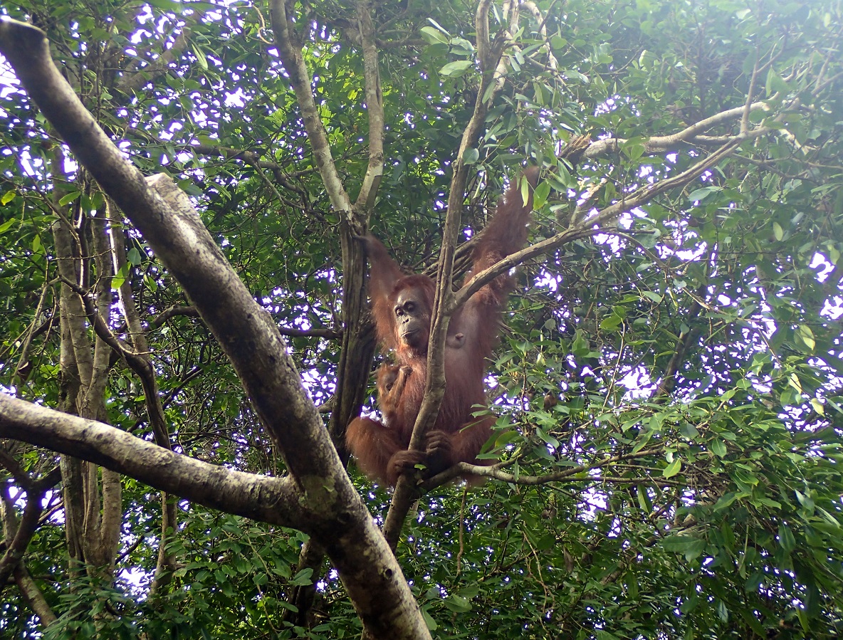 Paula with infant Paul, 2017. Image© Orangutan Foundation.