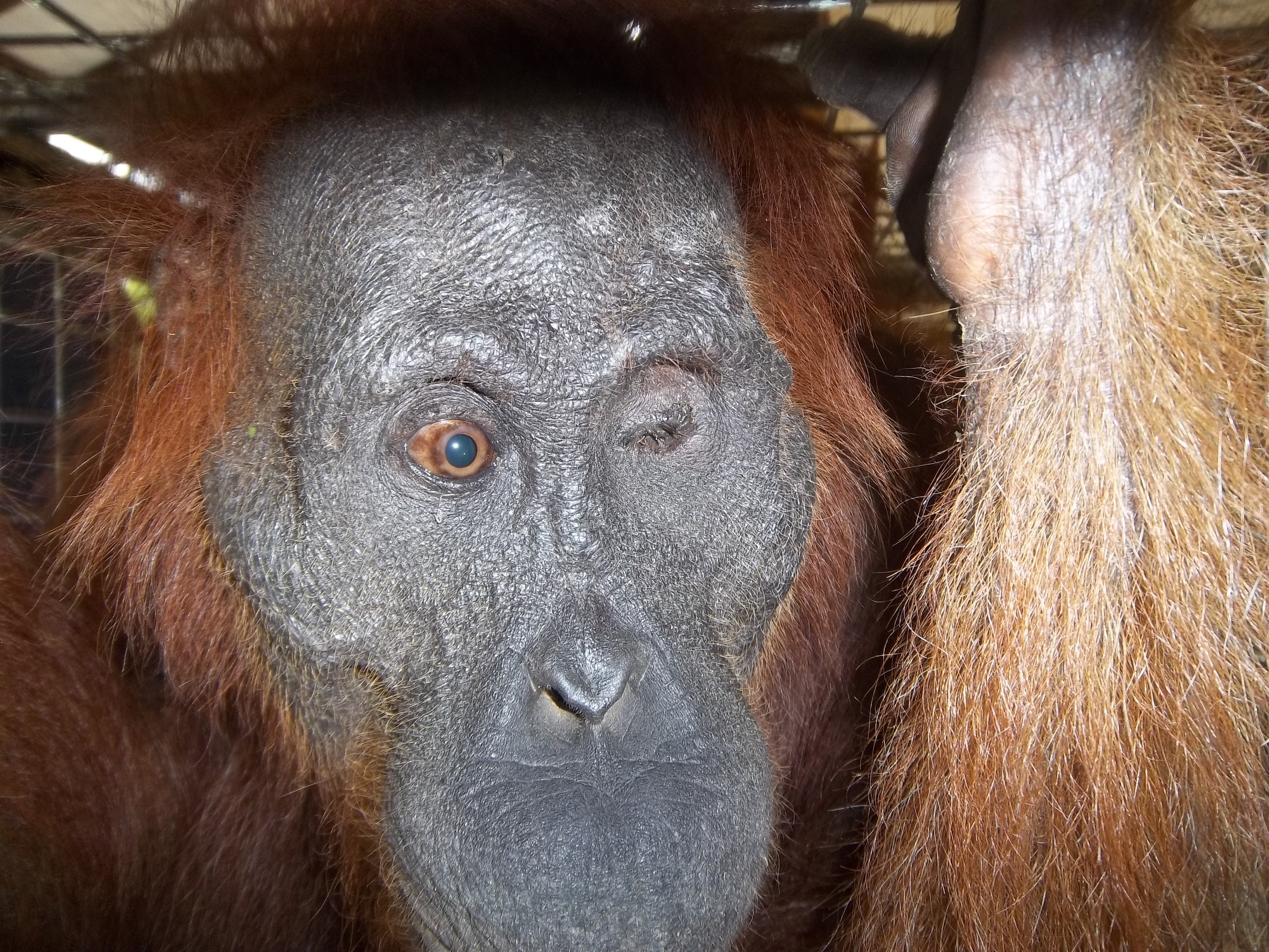 Aan, blind orangutan. Image© Orangutan Foundation.