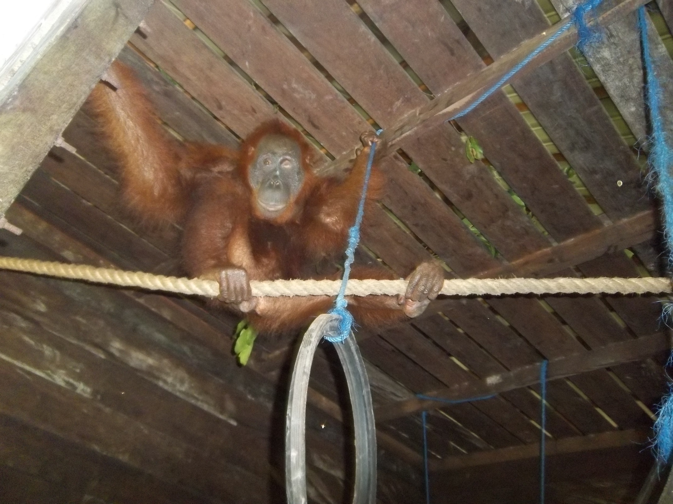 Aan in her permanent enclosure, with enrichment. Image© Orangutan Foundation.