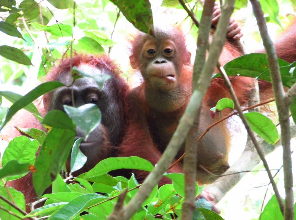 Acuy and Ariel. Image© Orangutan Foundation.