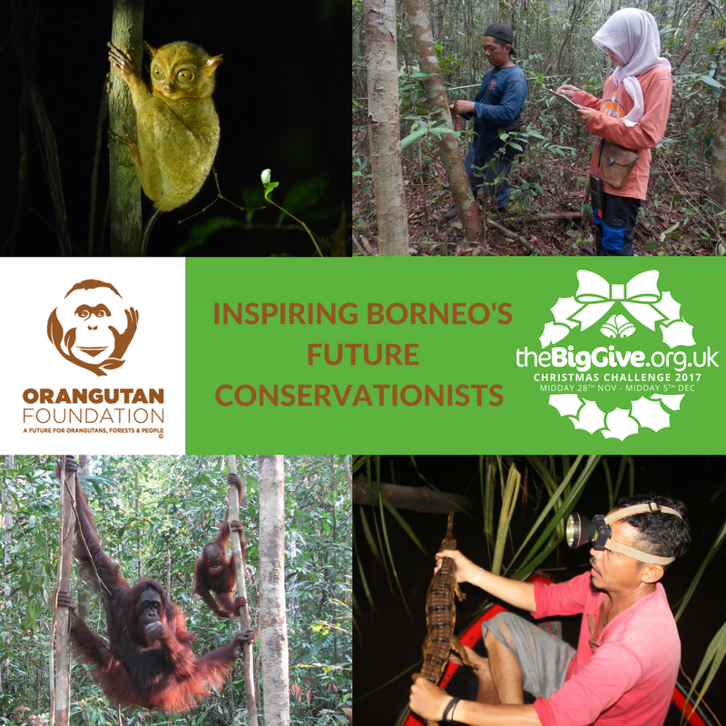 Image© Orangutan Foundation.