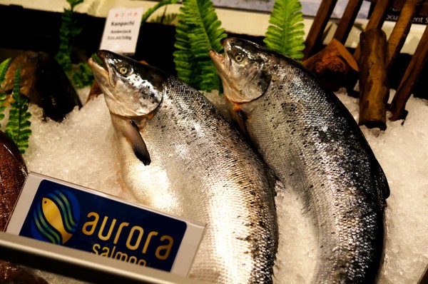 Aurora Salmon 