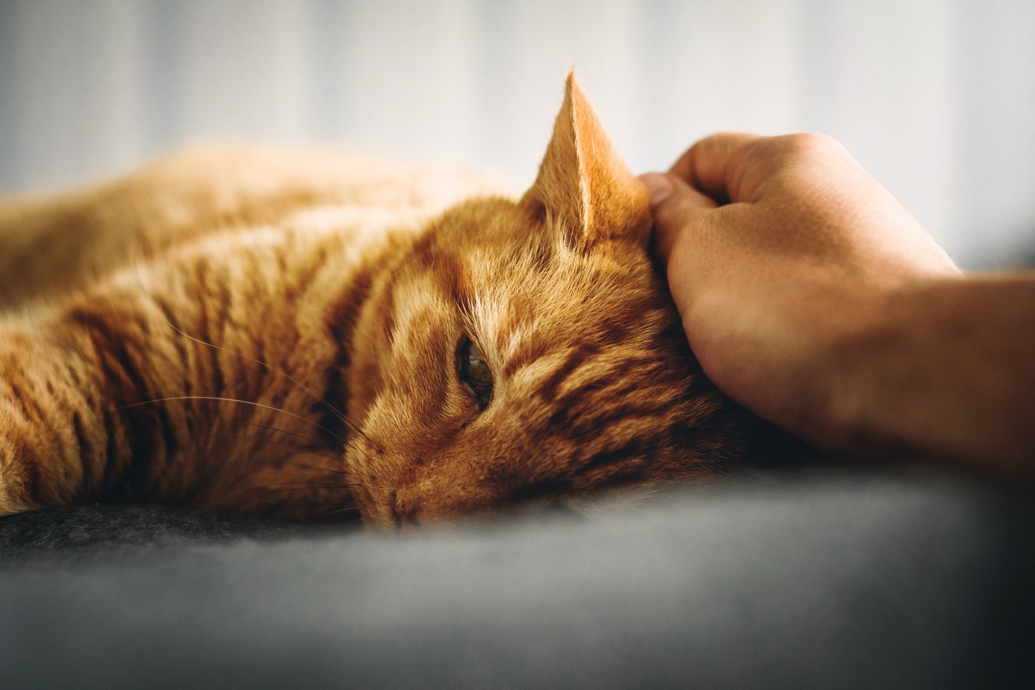 Cat Diabetes Cause Risks And What You Can Do About It