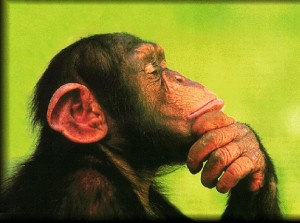 thinking chimp