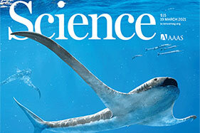 Planktivorous sharks - cretaceous convergence with modern filter-feeding rays